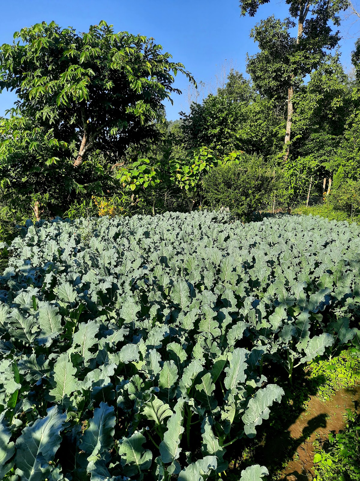 Farmer sushil